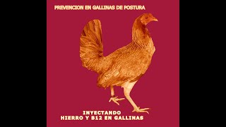 Porque Inyectar Hierro B12 y Antibiótico Ayuda A La Gallina Fina De Postura [upl. by Nadnerb91]