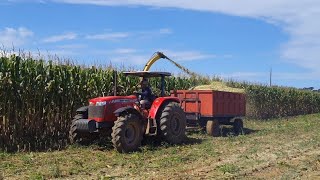 Trator massey Ferguson 4280 fazendo a Silagem de milho com a ensiladeira JF c120 [upl. by Irol]