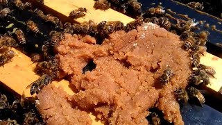 Comment procéder le nourrissement des abeilles universapiculture [upl. by Darrell656]