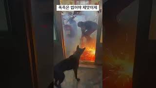 익스트림 매니아 댕댕이의 폭죽놀이 동물 유머 강아지 fireworks dog funny funnydog [upl. by Aryad1]