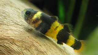 Species Profile  32  The Bumblebee Goby Brachygobius sp [upl. by Akinert]