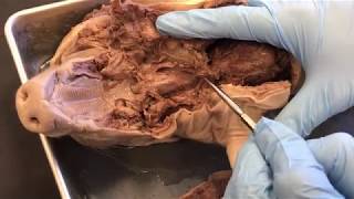 Fetal Pig Opening of the Thoracic and Abdominopelvic Cavities Demonstration [upl. by Lanny]