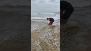 Release of big Musselcracker at Wilderness beach [upl. by Ecikram]