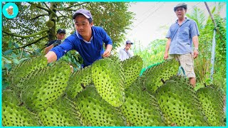 How To Harvest And Process Millions Of Soursop Fruits  Modern Agriculture [upl. by Seligman]