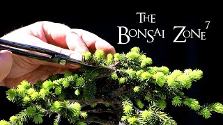 My Birds Nest Spruce Bonsai Update The Bonsai Zone May 2020 [upl. by Genni]