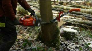 Tree Felling Using a quotDanish Pie Cutquot [upl. by Yseulta607]