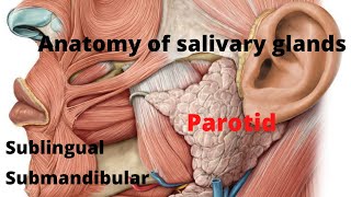 16  Anatomy of salivary glands [upl. by Avan]