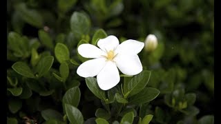 Cómo recuperar una gardenia  Bricomanía  Jardinatis [upl. by Bernt]