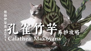 孔雀竹芋  竹芋养护攻略  Calathea Makoyana Care  植物种草清单04 [upl. by De12]