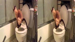 Tonkinese cat using the toilet RECORDED IN 3D [upl. by Mosira]