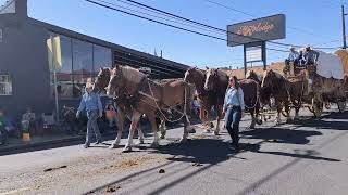 Pendleton Roundup Big Horses Big Wagon [upl. by Atteras474]