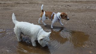 West Highland White Terrier Westie Bobby Walking with Jack Russell Terrier Max after the rain [upl. by Dorthea920]