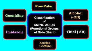 Classification of amino acids  Side chain having indole imidazole phenol thiol guanidine [upl. by Holder504]