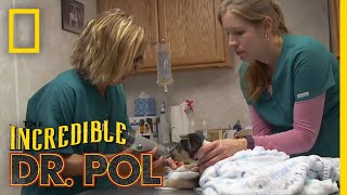 Whats Moo with Ewe Full Episode  The Incredible Dr Pol [upl. by Orazio862]