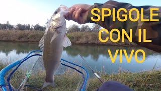 Spigole in Fiume con il Gamberetto Vivo e la Bolognese  Pesca con la Bolognese alla Spigola [upl. by Hieronymus]