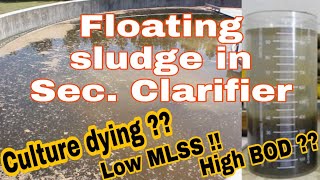 Floating sludge in secondary clarifier  MLSS getting low  Science Classes [upl. by Zel]