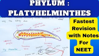 Class 11 Animal Kingdom Phylum Platyhelminthes Quick revision notes for NEET Biology [upl. by Ahsercul]