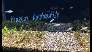 Adding Rainbow Fish to Planted Tank [upl. by Weld651]