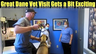 Great Danes Vet Visit Gets a Bit Exciting [upl. by Ardella]