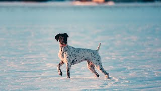 A Guide to Veterinary Visits for German Wirehaired Pointers [upl. by Holzman]