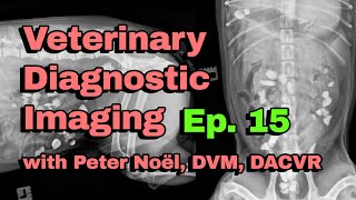 Report Pending Ep 15  Veterinary Diagnostic Imaging [upl. by Ryan]