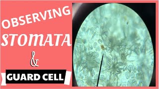 HOW TO OBSERVE STOMATA  OBSERVING STOMATA LAB  GUIDE TO ONLINE EXPERIMENT  VIRTUAL LAB [upl. by Derry]