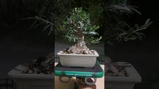 Olea oleaster wildolive shohin [upl. by Hildegaard]