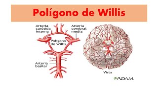 Como se forma el Polígono de Willisirrigación [upl. by Leon]