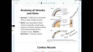 Anatomy of Venules amp Veins [upl. by Ahkihs]