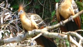 Hoazin mating in the peruvian amazon [upl. by Itsirk]