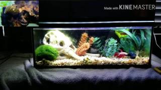 Betta tank mates for a 25 gallon tank [upl. by Eelydnarb]