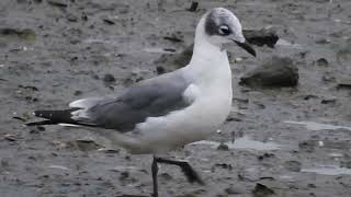 Gaviota pipizcan  Leucophaeus pipixcan  en Lamiako  Bizkaia [upl. by Ailbert]