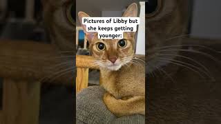 Pictures of Libby but she keeps getting younger funny cute kitten [upl. by Ploch]