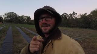 Planting Plasticulture Strawberries [upl. by Kathlin]