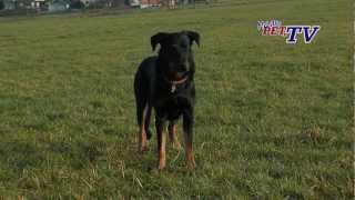 Berger de Beauce Beauceron Informationen zur Rasse [upl. by Wiatt]