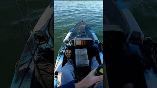 Grunter 22july24 fishing kayakangler swimprawn fishingvideo [upl. by Modern]