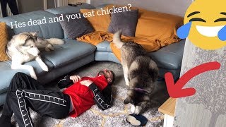 Huskies Funny Reaction to Fake Fainting PRANK WITH FUNNY DIALOGUE [upl. by Elvah849]