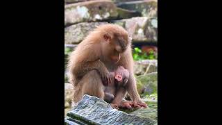 61 Best mom talking teach baby Lexis be obedient babymonkey poormonkey monkeycry [upl. by Aerdnaxela841]