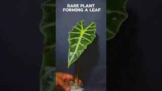 2 weeks TIME LAPSE  rare plant forming a leaf plant [upl. by Fidelis]