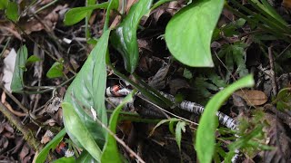 Micrurus isozonus Equalbanded coral snake feeding on Amphisbaena fuliginosaSpeckled wormlizard [upl. by Jews]