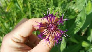 Best plants for insect pollinators Centaurea montana quotAmethyst Dreamquot a very exotic looking flower [upl. by Bobker954]