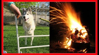 AGILITY DOGS and BIG FIRE [upl. by Oswell]