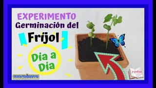 👉Proceso de GERMINACIÓN del FRÍJOL con algodón🆗 Cómo sembrar un fríjol 🌞Explicación DÍA a DÍA [upl. by Fabrice]