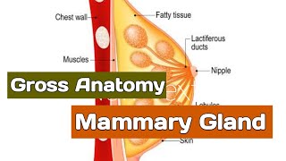 Anatomy of the Mammary Gland  Breast  Relation Blood supply lymphatic drainage  AnatomyHub [upl. by Woodley]