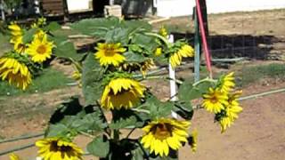 Green Garden TIPS Growing Sunflowers [upl. by Tehc677]