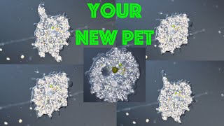 How to Grow Amoebas at Home [upl. by Balas611]