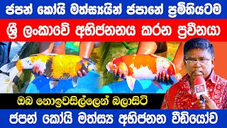 Japanese Koi Carp Fish Breeding Ultimate Guide in Sinhala  Koi Fish Farm Sri Lanka [upl. by Eisse]