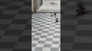 birds chirpingshortvideo 🐦 [upl. by Antonina286]