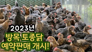 방목 토종닭 예약판매 시작합니다 복날 토종닭 삼계탕 백숙 귀농 닭키우기 [upl. by Yenahpets]