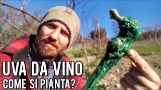 Uva da vino come piantare correttamente una barbatella [upl. by Aenaj]